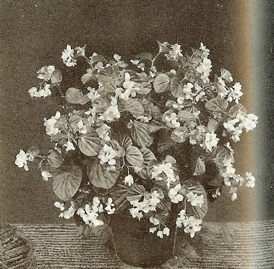 B. ‘Loveliness’